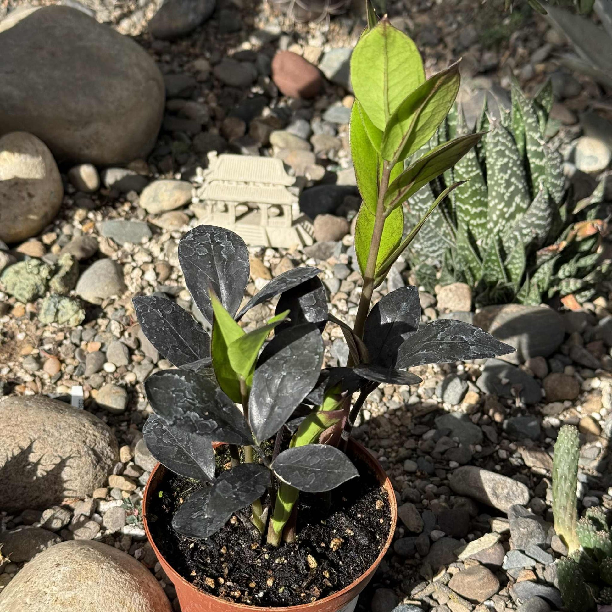 raven zz plant soil Zamioculcas Zamiifolia 'Black Raven' ZZ Plant – DesertScapeSucculent
