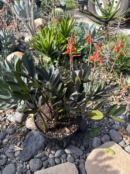 DesertScapeSucculent House Plant 8" Assorted Zamioculcas Zamiifolia 'Black Raven' ZZ Plant