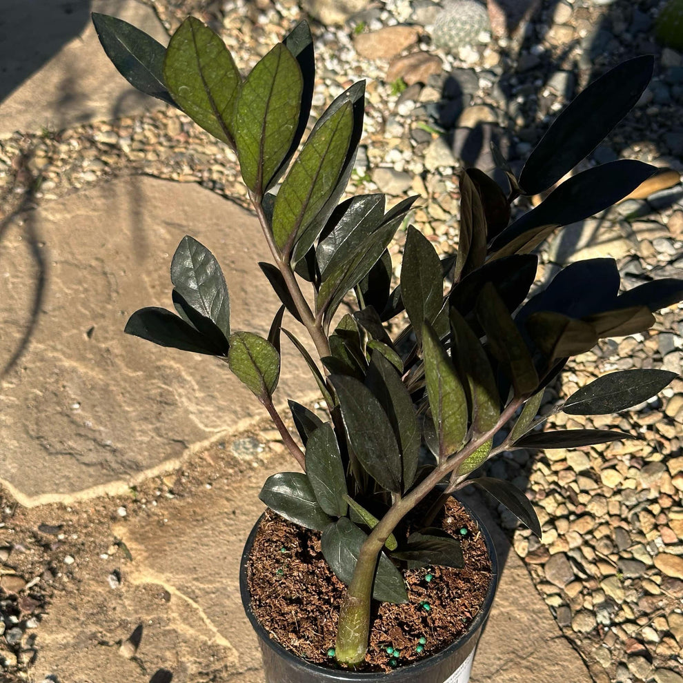 Planta Zamioculcas Zamiifolia 'Lucky' - Planta De Interior Resistente, Poco Riego Y Poca Luz, Ideal Para Hogar U Oficina