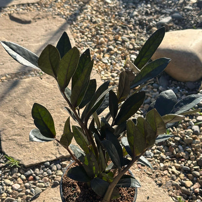 DesertScapeSucculent House Plant 5" Assorted Zamioculcas Zamiifolia 'Black ZZ Plant'