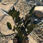 Zamioculcas Zamiifolia 'Black Raven' ZZ Plant - 5 Inch Assorted - House Plant - DesertScapeSucculent