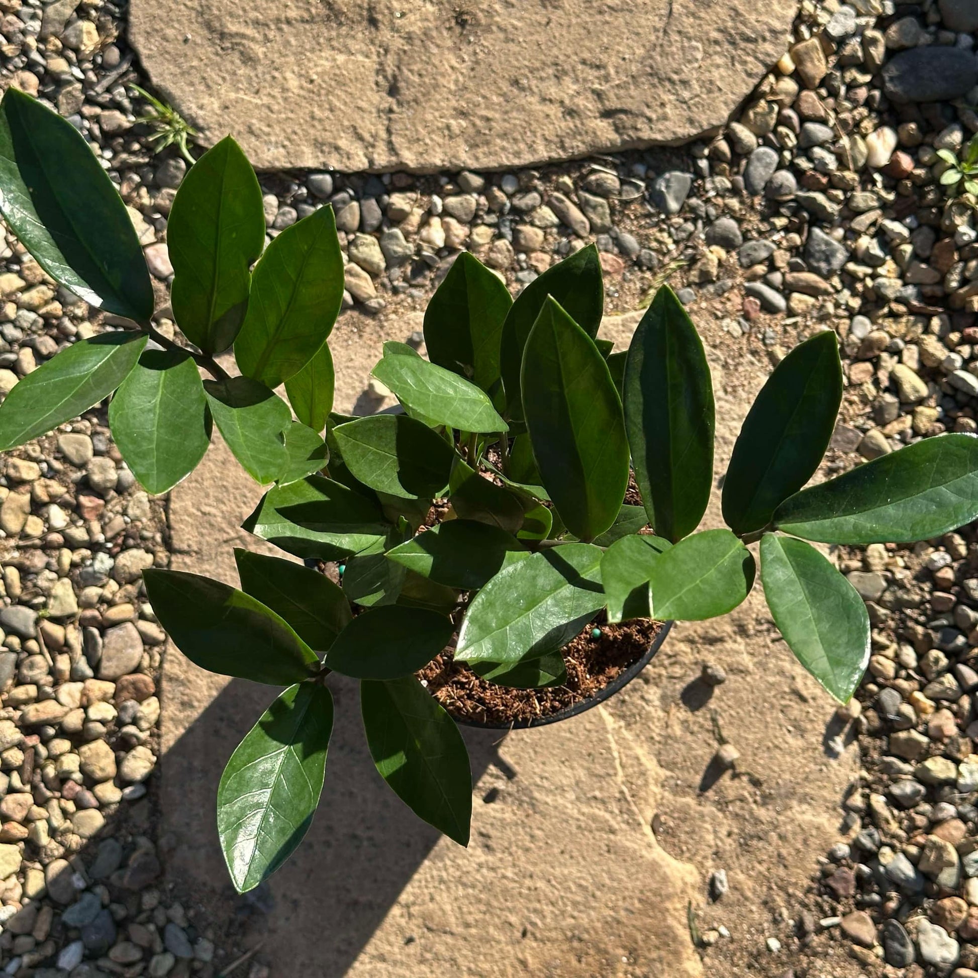 DesertScapeSucculent House Plant 5" Assorted Zamioculcas Zamiifolia 'ZZ Plant'