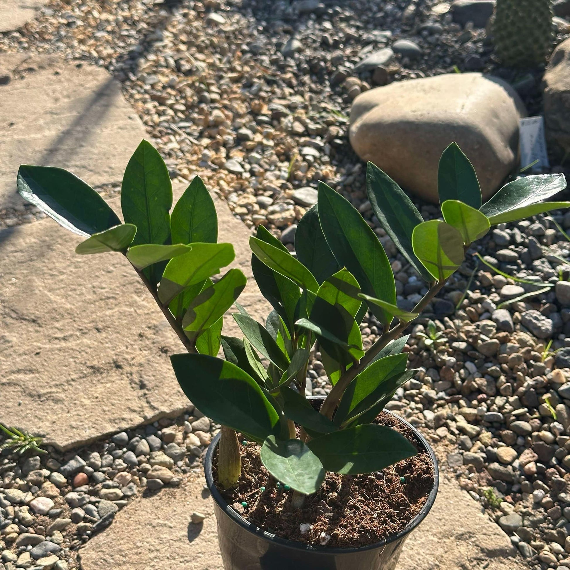 house plant zamioculcas zamiifolia Zamioculcas Zamiifolia 'ZZ Plant'