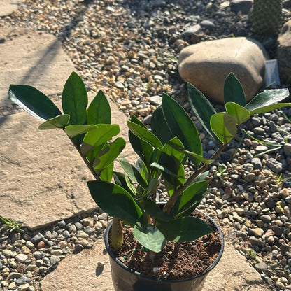 soil zz plant Zamioculcas Zamiifolia 'ZZ Plant' – DesertScapeSucculent