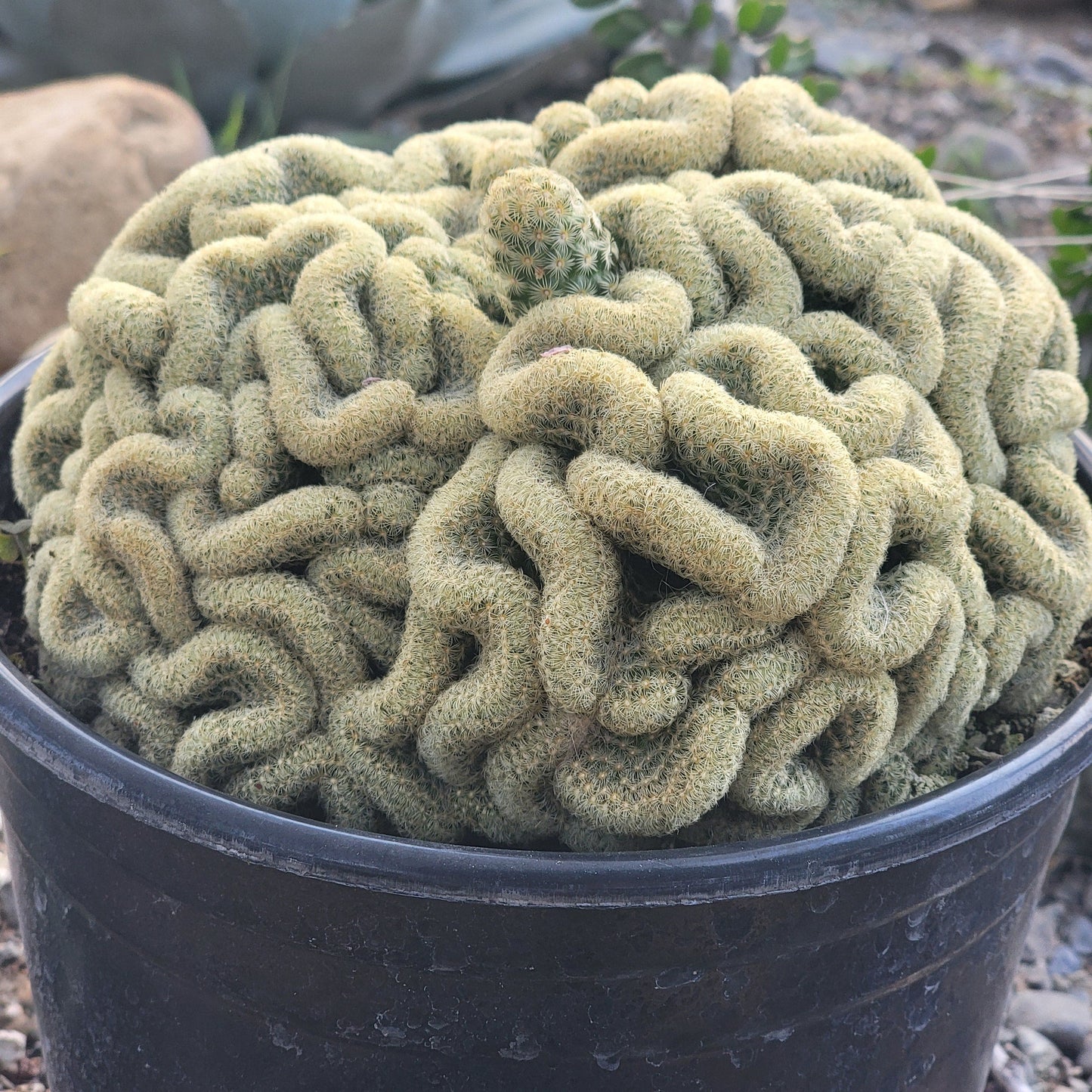 DesertScapeSucculent Cactus 8"/ 2Gal Mammillaria Elongata cristata 'Brain Cactus'