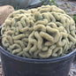 Mammillaria Elongata cristata 'Brain Cactus' - 2 gal Assorted - Cactus - DesertScapeSucculent