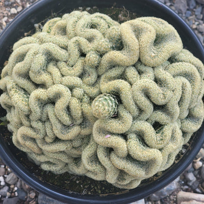 DesertScapeSucculent Cactus Mammillaria Elongata cristata 'Brain Cactus'