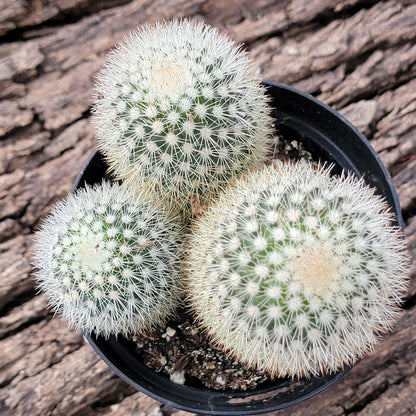 Mammillaria spinosissima ssp pilcayensis