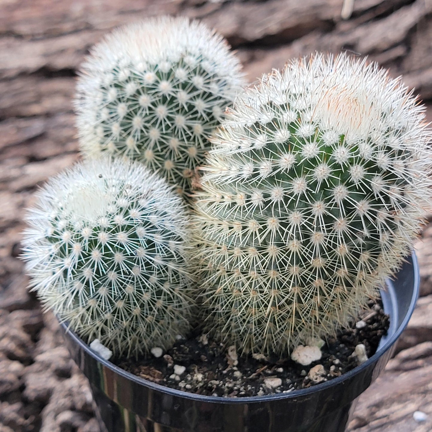 Mammillaria spinosissima ssp pilcayensis