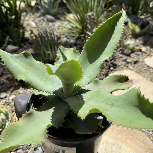Mangave 'Blue Wave' - 1 Gal Assorted - Agave - DesertScapeSucculent