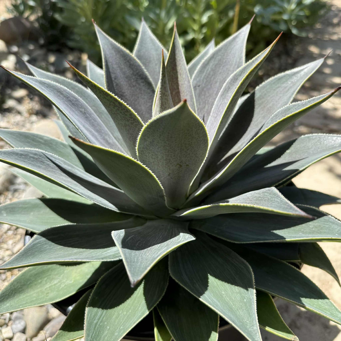 Mangave 'Lavender Lady' - 5 gal Assorted - Mangave - DesertScapeSucculent