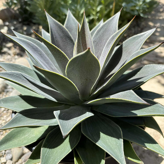 Mangave 'Lavender Lady' - 5 gal Assorted - Mangave - DesertScapeSucculent