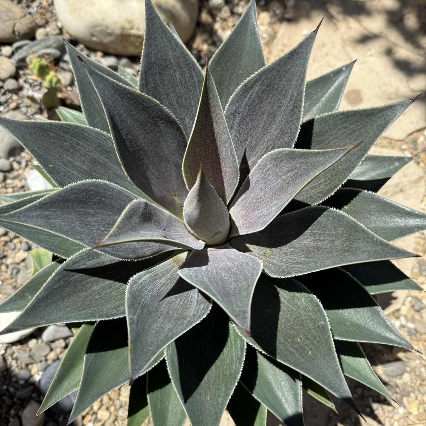 Mangave 'Lavender Lady' - 5 gal Assorted - Mangave - DesertScapeSucculent