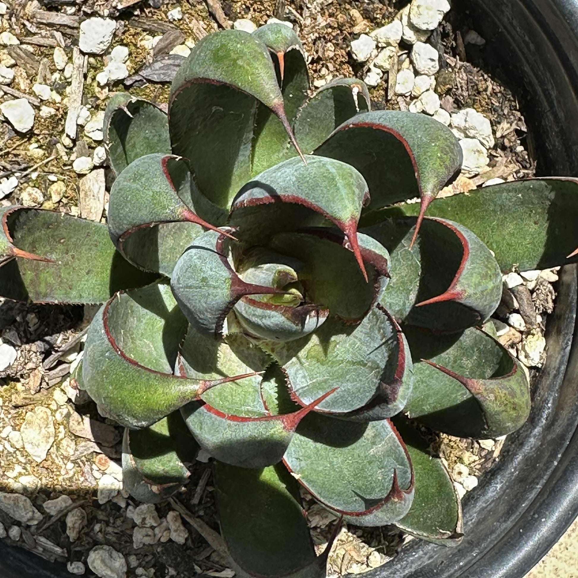 praying hands plants Mangave 'Praying Hands' – DesertScapeSucculent