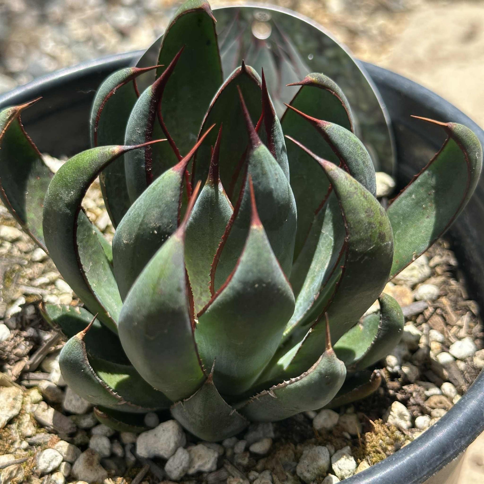 mangave succulent Mangave 'Praying Hands' – DesertScapeSucculent
