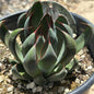 Mangave 'Praying Hands' - 1 gal Assorted - Mangave - DesertScapeSucculent