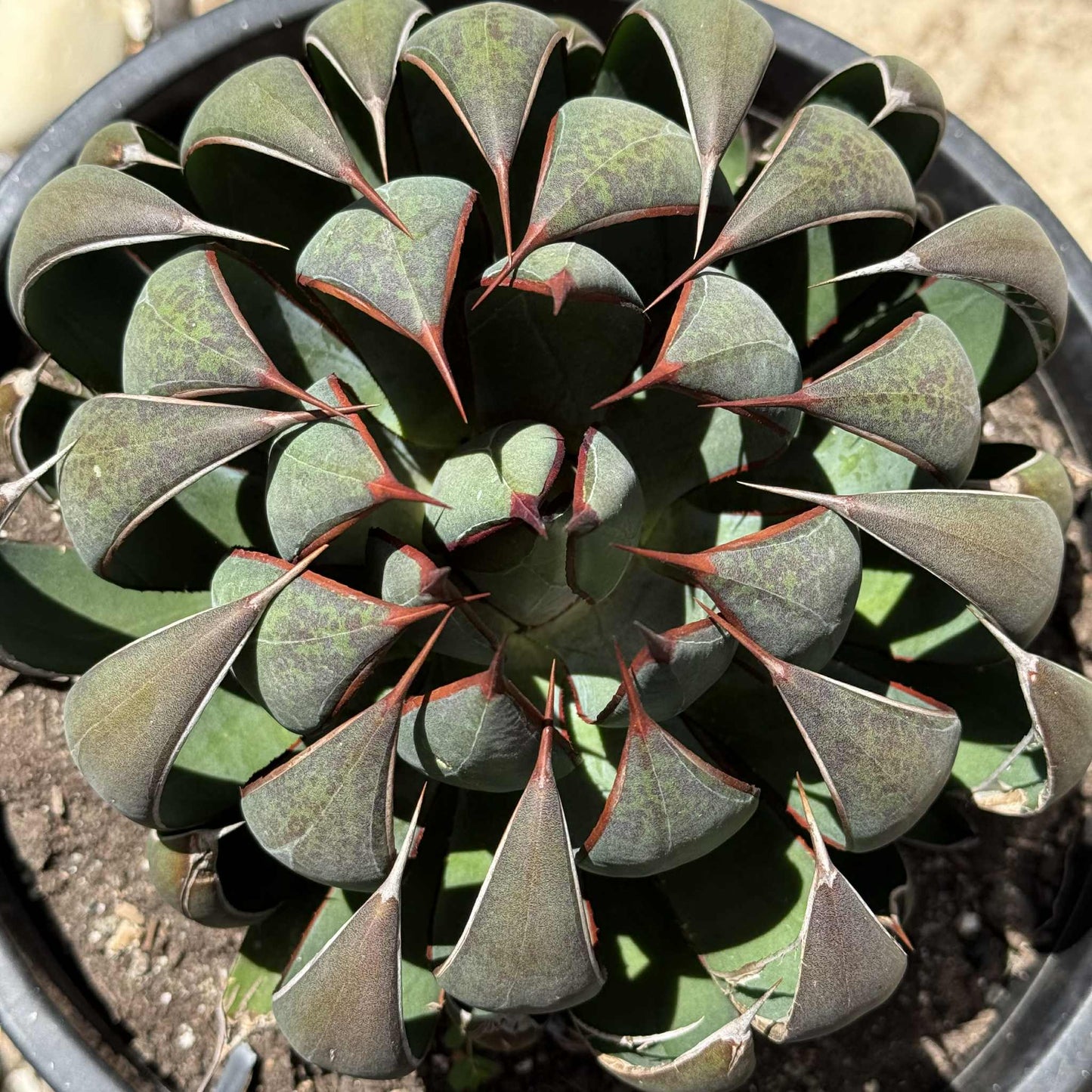 Mangave 'Praying Hands' - 5 gal Assorted - Mangave - DesertScapeSucculent