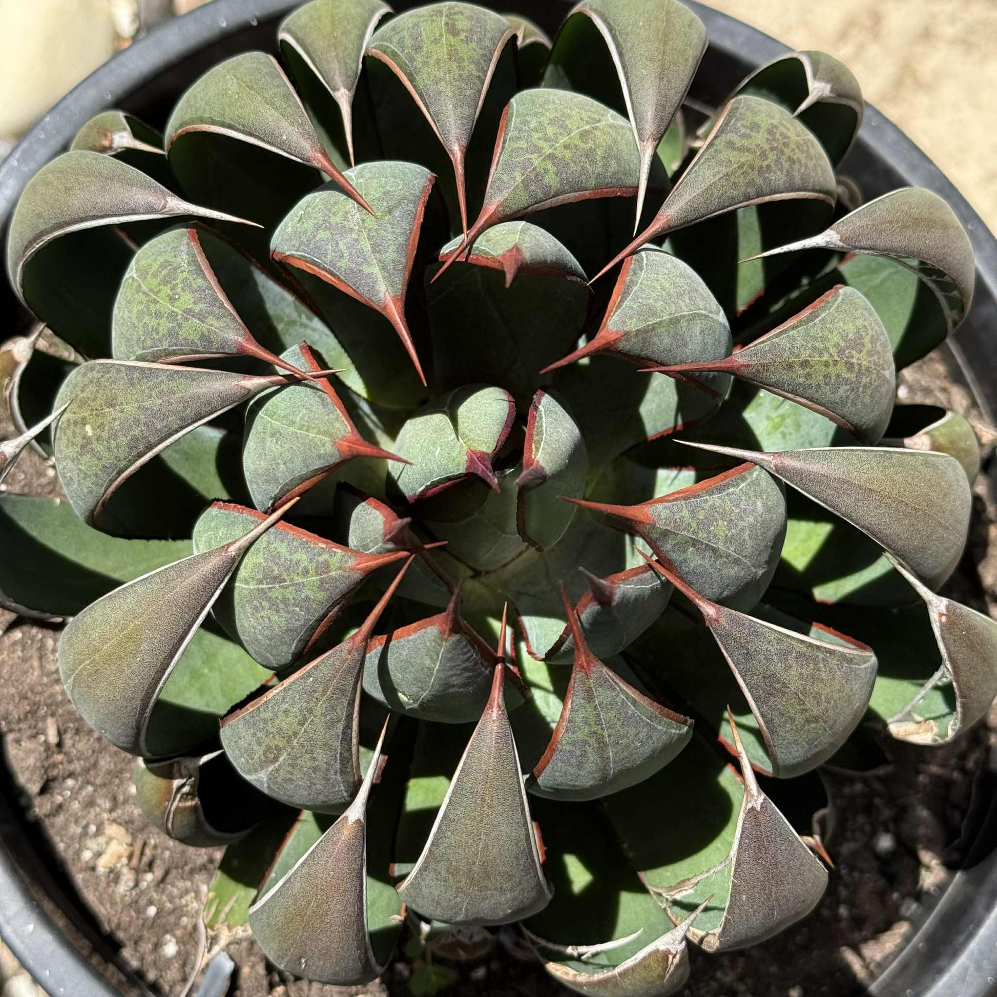 Mangave 'Praying Hands' - 5 gal Assorted - Mangave - DesertScapeSucculent