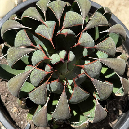 Mangave 'Praying Hands' - 5 gal Assorted - Mangave - DesertScapeSucculent