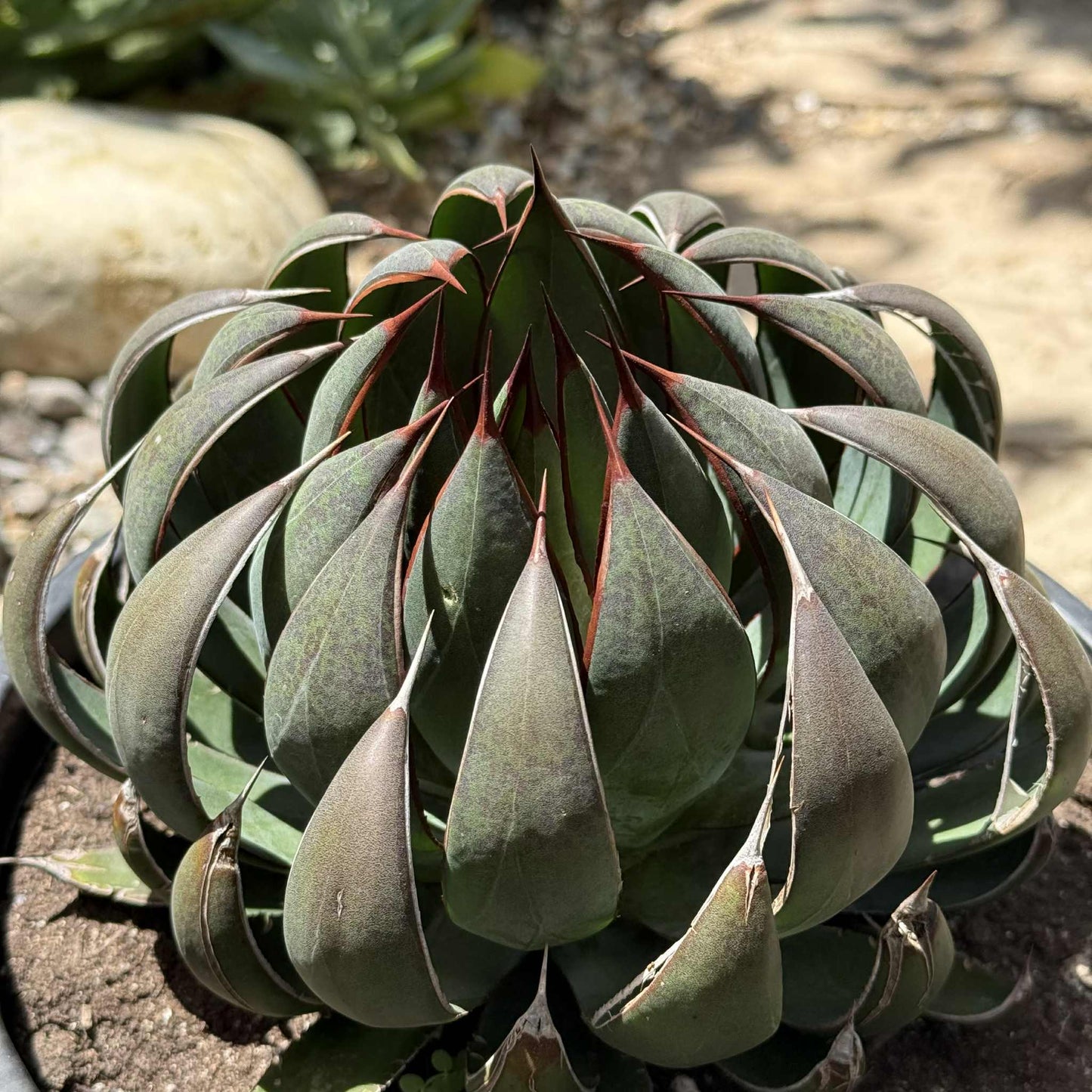 Mangave 'Praying Hands' - 5 gal Assorted - Mangave - DesertScapeSucculent