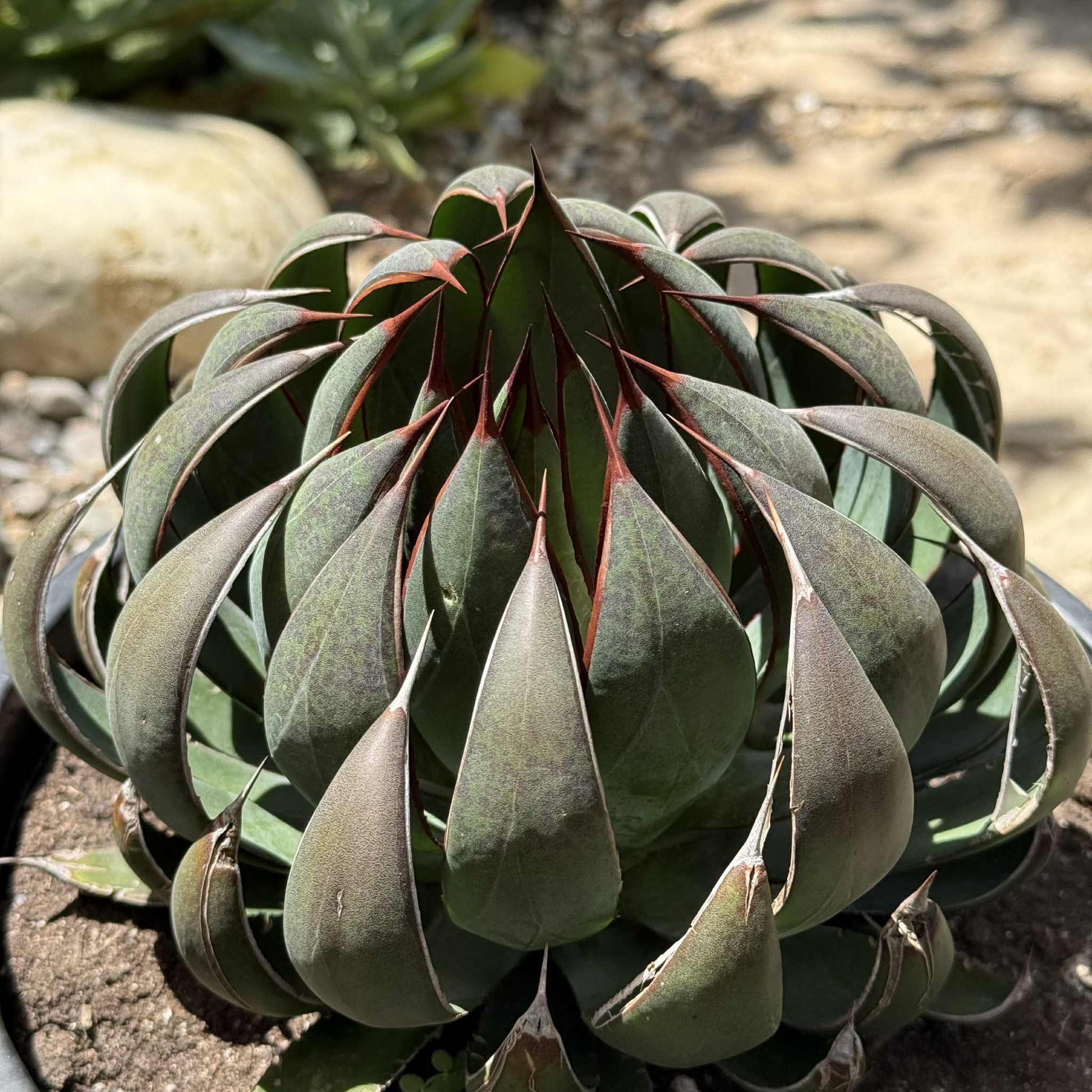 Mangave 'Praying Hands' - 5 gal Assorted - Mangave - DesertScapeSucculent