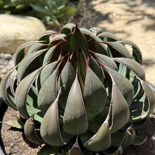 Mangave 'Praying Hands' - 5 gal Assorted - Mangave - DesertScapeSucculent