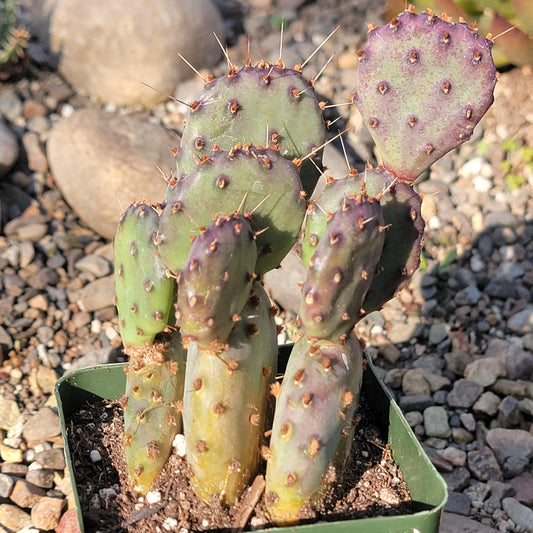 Opuntia 'Santa-Rita' - 4 Inch Assorted - Cactus - DesertScapeSucculent