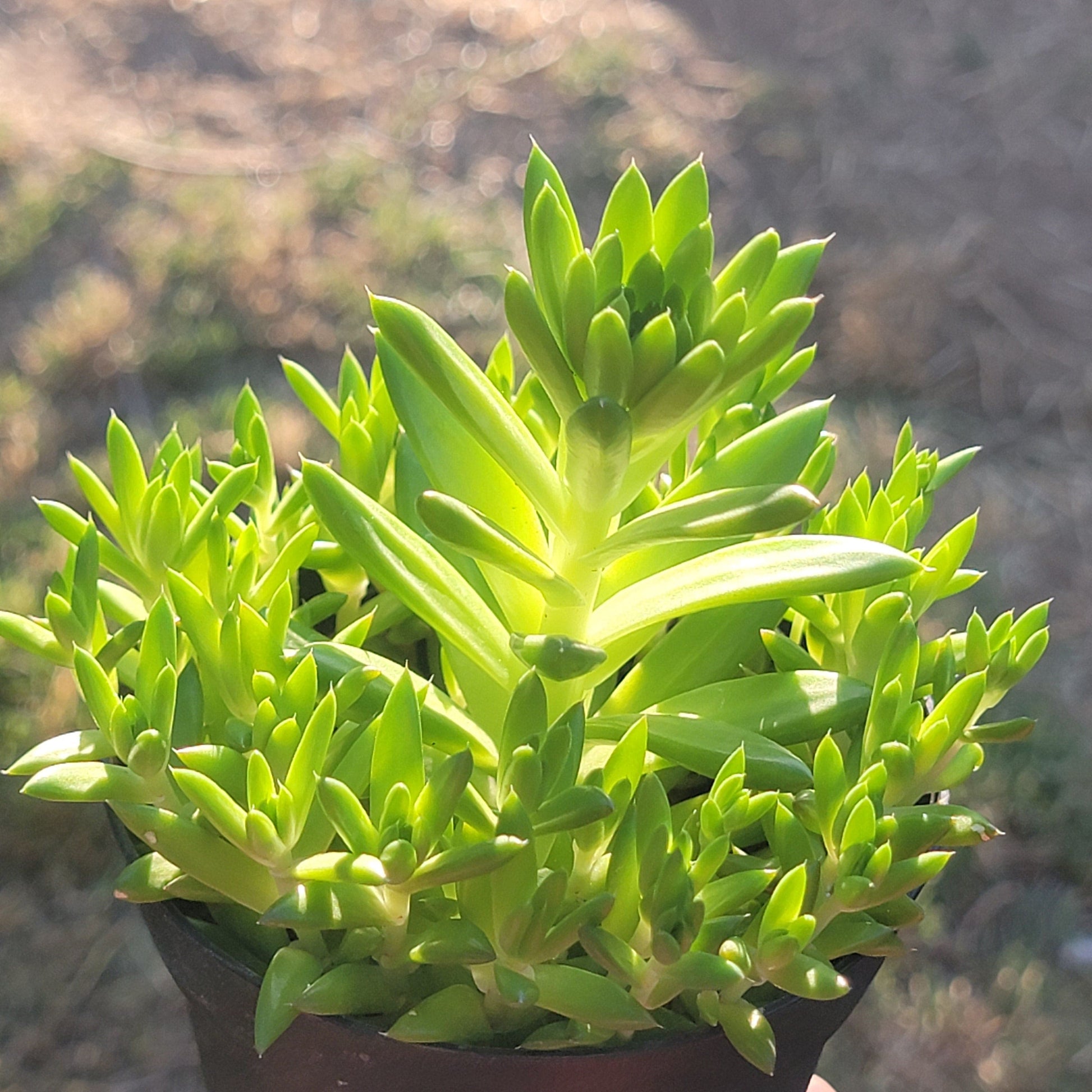 DesertScapeSucculent Single 4A Orostachys 'Erubescens'