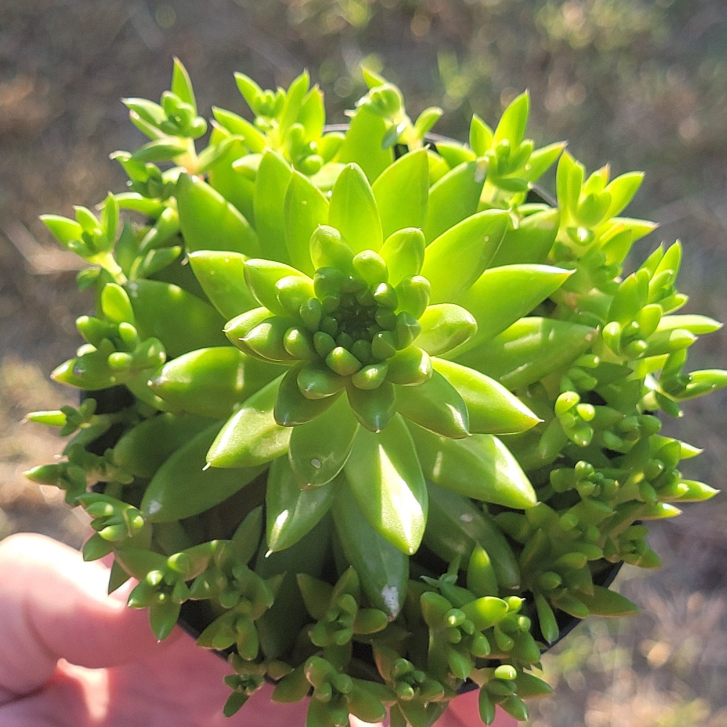 DesertScapeSucculent Orostachys 'Erubescens'