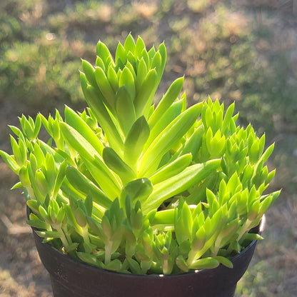 DesertScapeSucculent Single 4B Orostachys 'Erubescens'