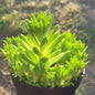 Orostachys 'Erubescens' - Single 4B - DesertScapeSucculent
