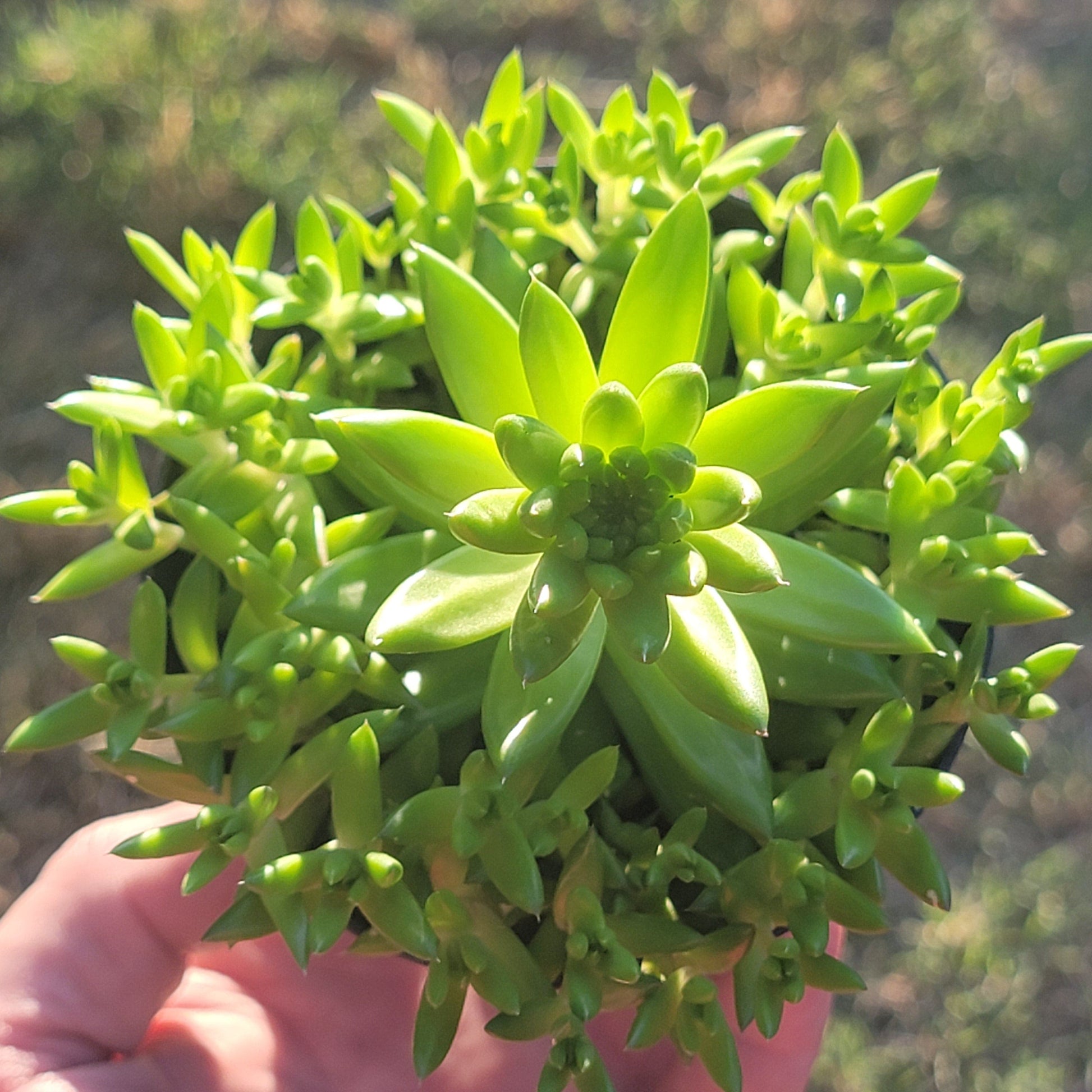 DesertScapeSucculent Orostachys 'Erubescens'