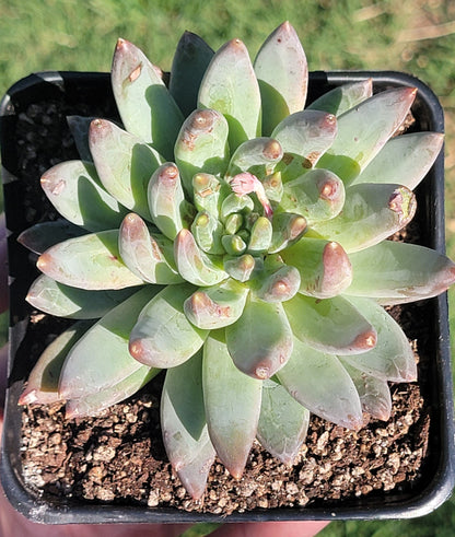 Pachyveria 'Yvonne'