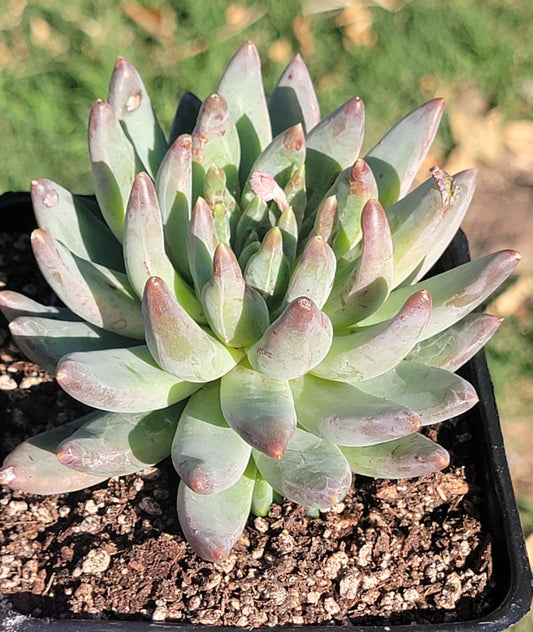 Paquiveria 'Yvonne'