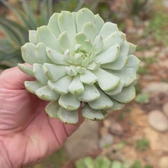 Echeveria Azulita