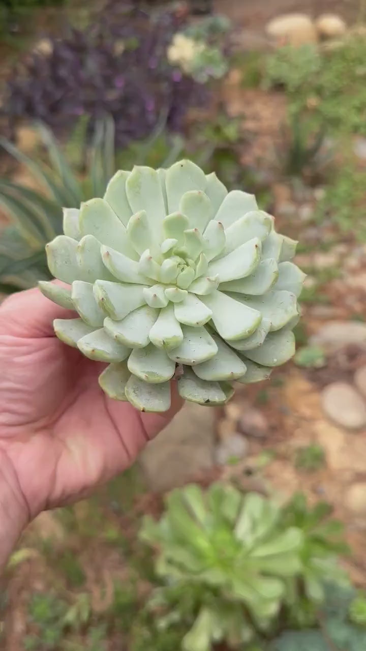 Echeveria Azulita