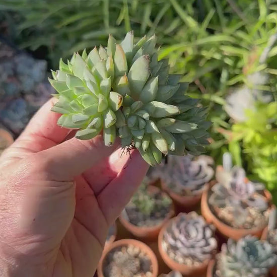 Echeveria Green Gilva Cluster