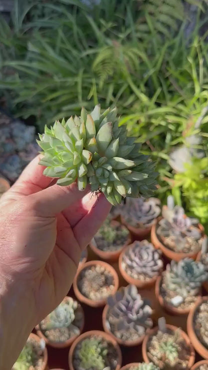 Echeveria Green Gilva Cluster