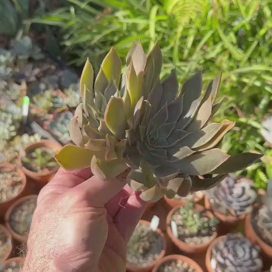 Echeveria Mensa Cluster