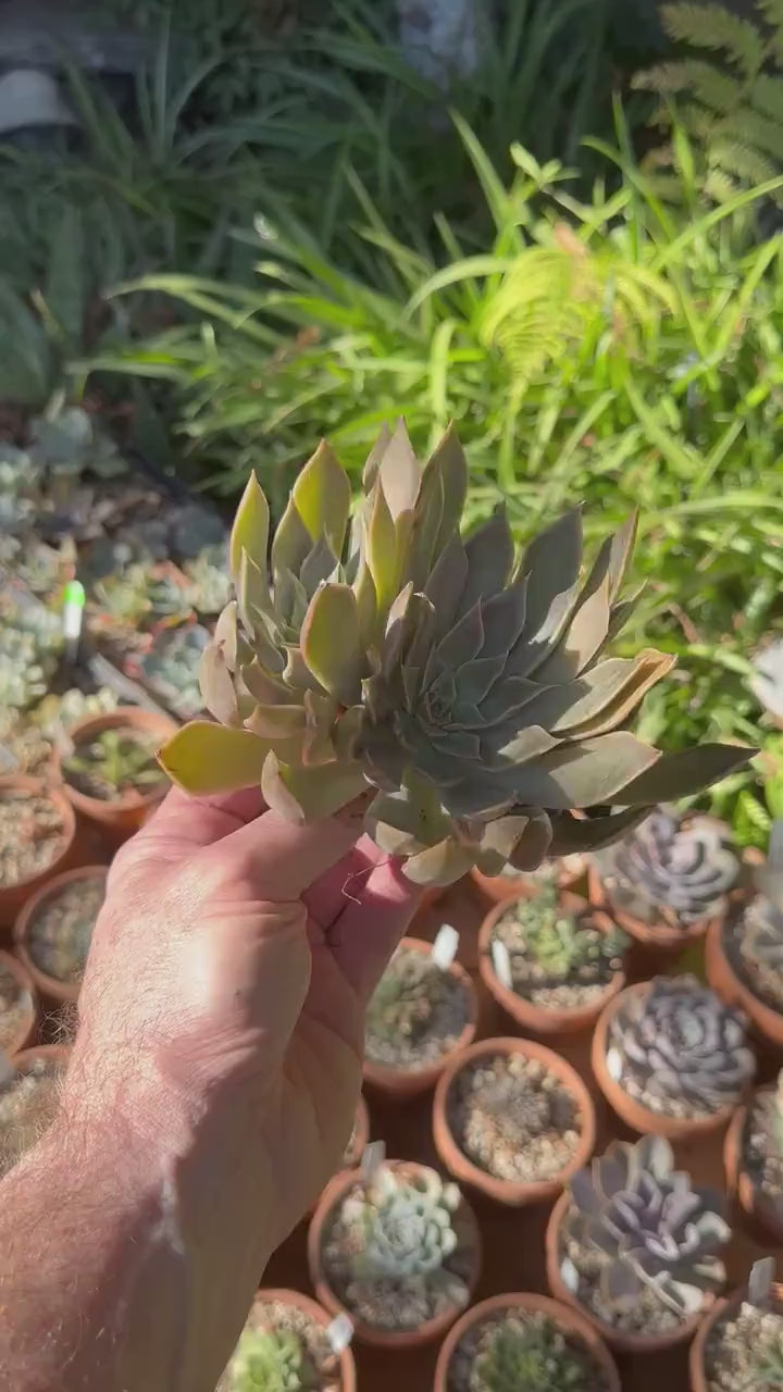 Echeveria Mensa Cluster