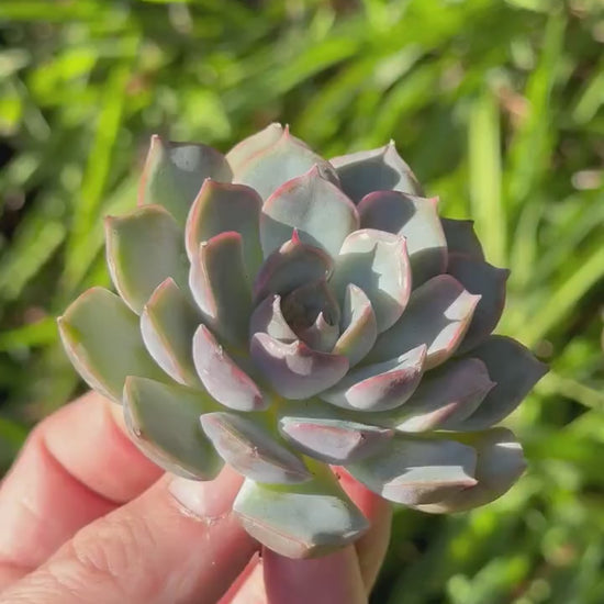 Echeveria Icy Purple Rare Korean Succulent