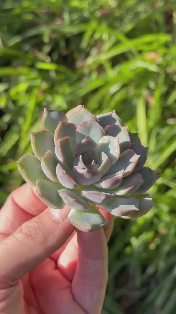 Echeveria Icy Purple Rare Korean Succulent