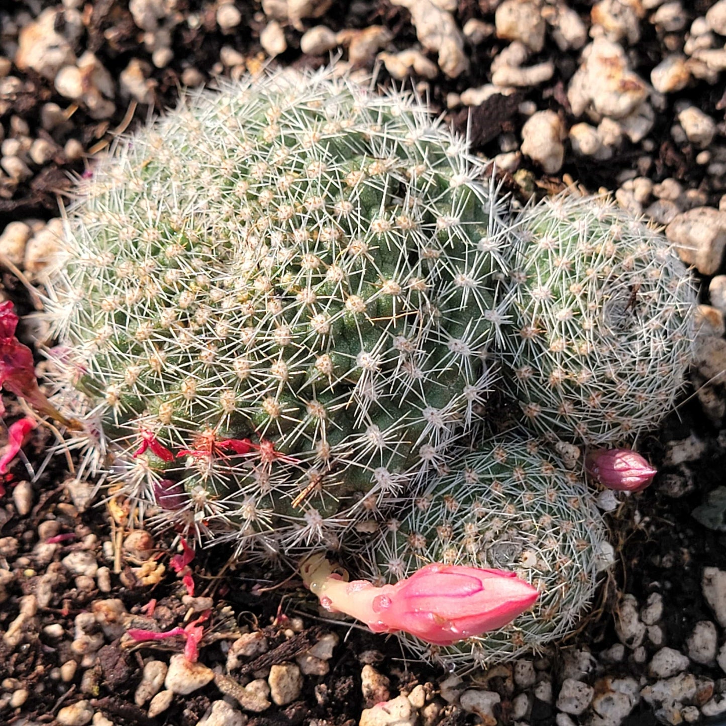 Rebutia Minuscula 'Cactus à couronne rouge'