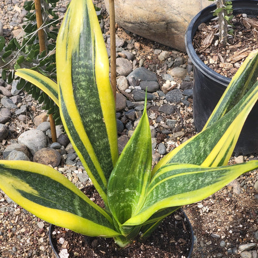 DesertScapeSucculent 6" Assorted Sansevieria 'Flame' Snake Plant