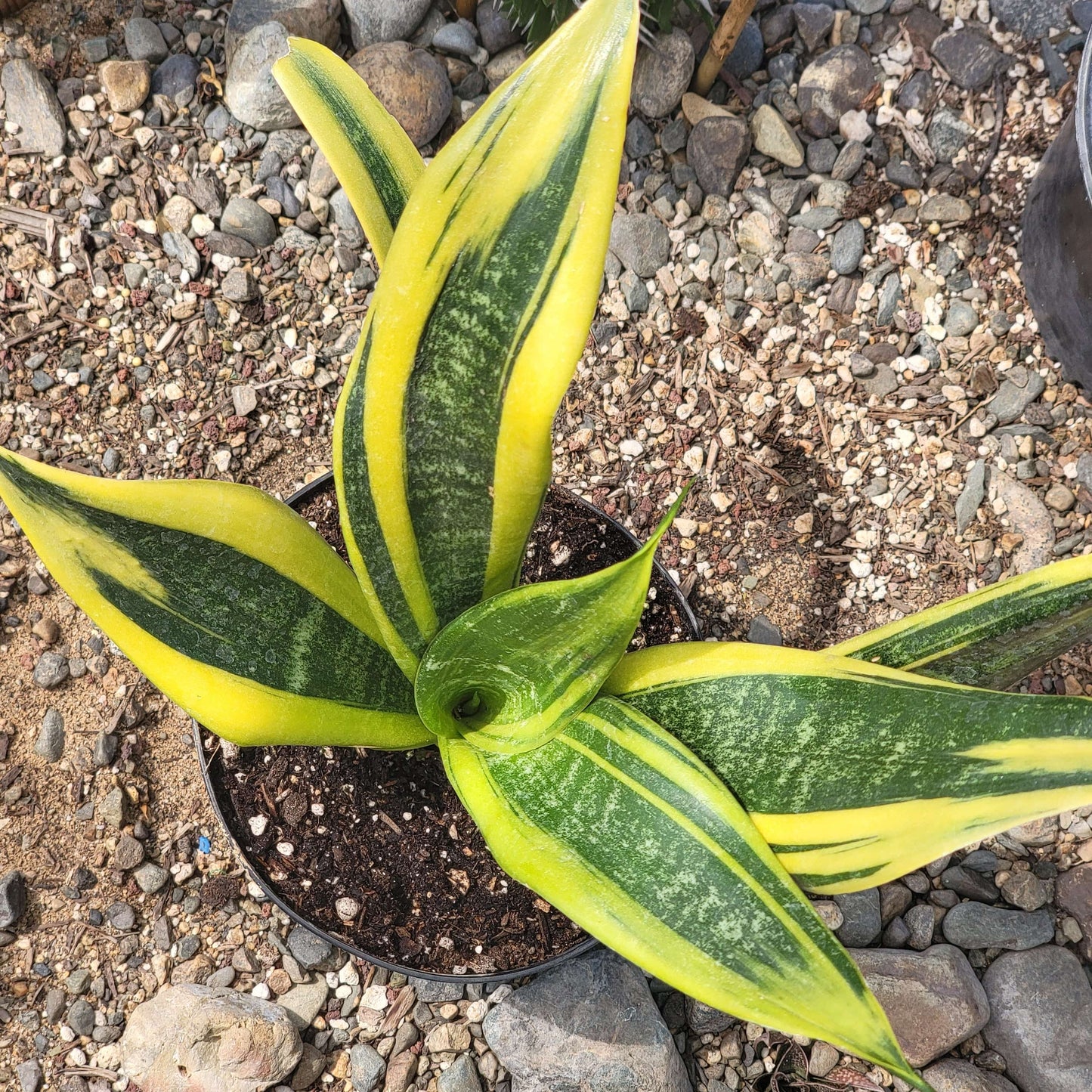 DesertScapeSucculent 6" Assorted Sansevieria 'Flame' Snake Plant