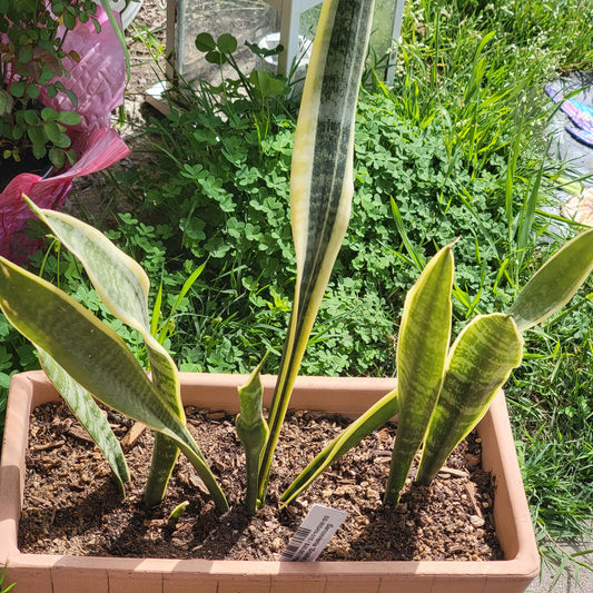 Sansevieria 'Snake Plant'