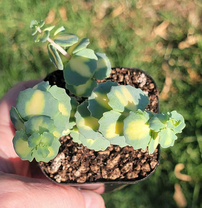 Sedum Sieboldii f. Variegatum