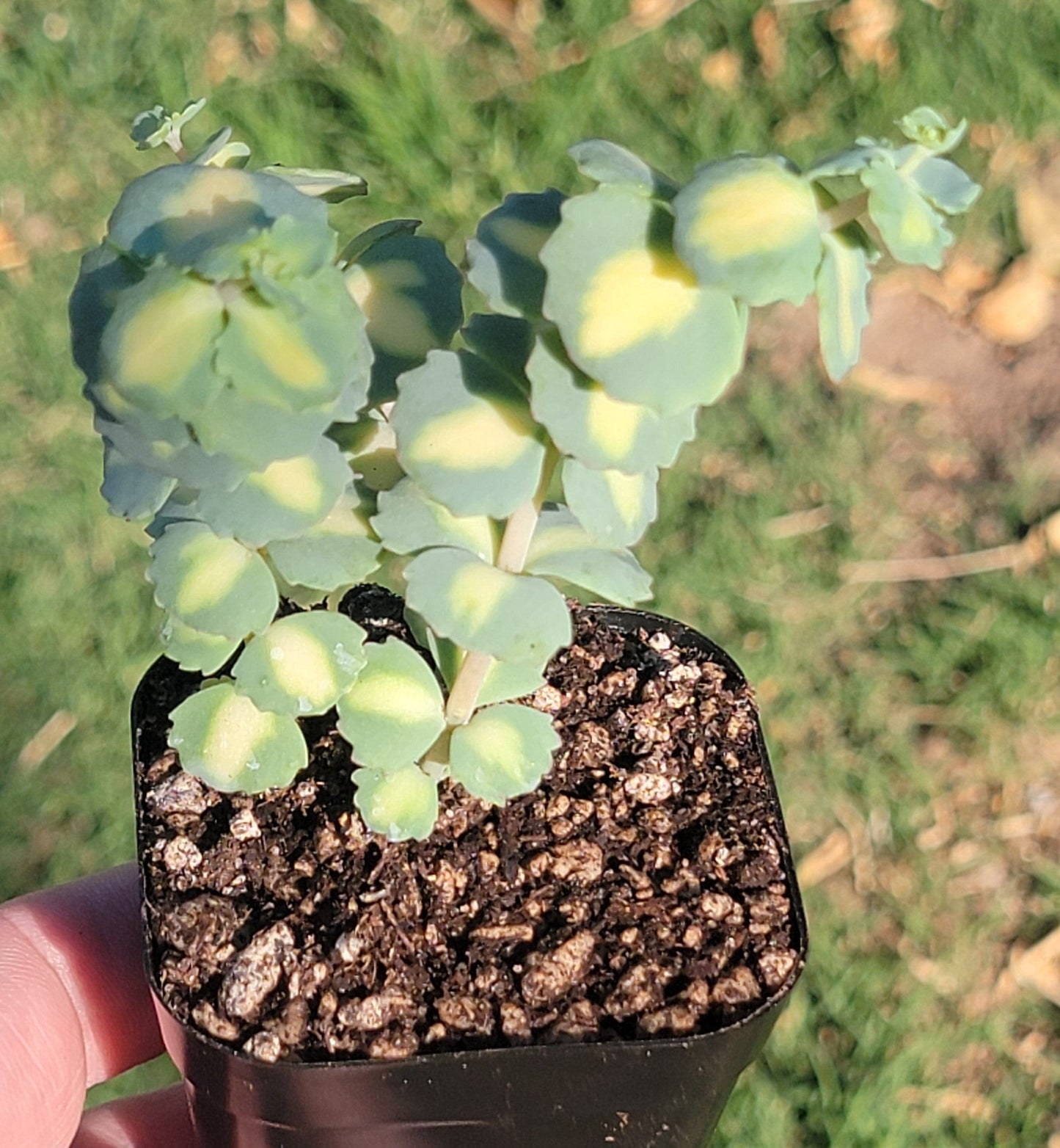 Sedum Sieboldii f. Variegatum