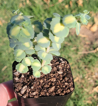 Sedum Sieboldii f. abigarrado