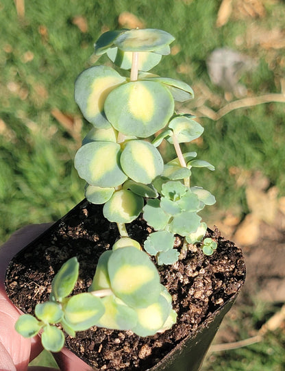 Sedum Sieboldii f. abigarrado